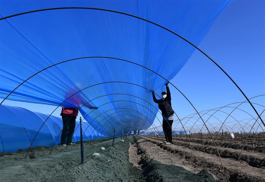 Hebei: Agricultores plantan jengibre en Tangshan