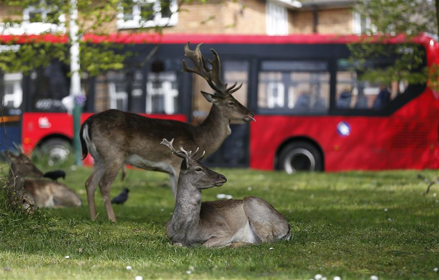 Gamos comunes descansan en el césped de Londres