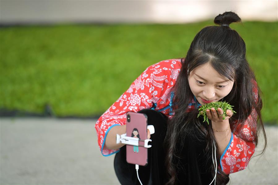 La transmisión en vivo de la cosecha de té en el distrito de Hefeng