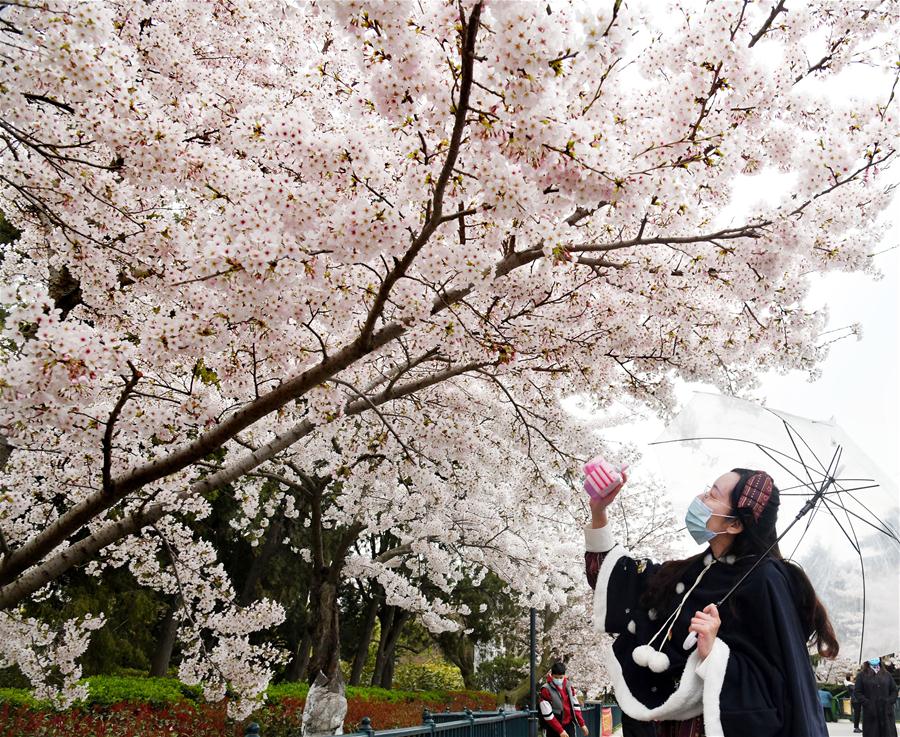 Shandong: Flores de cerezo en el Parque Zhongshan en Qingdao