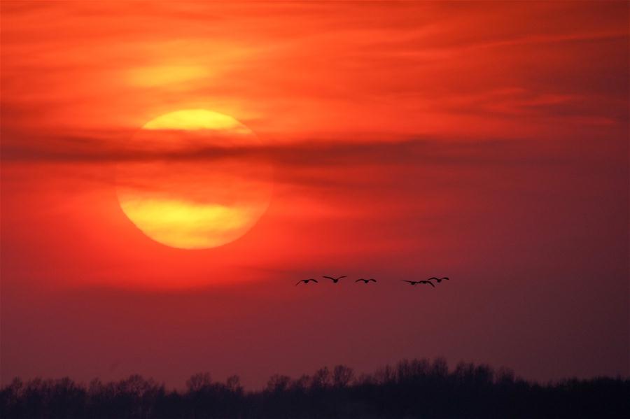 Aves migratorias vuelan sobre el humedal en la Reserva Natural Nacional de Momoge en Jilin