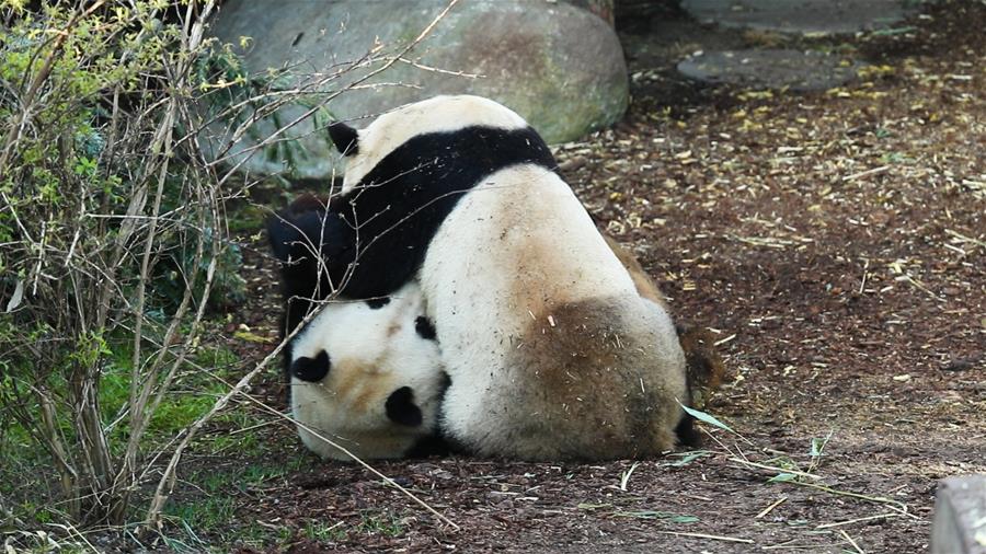Xing Er y Mao Sun en el zoológico de Copenhague, Dinamarca