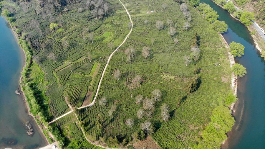 Vista aérea de los jardines de té de Anhui