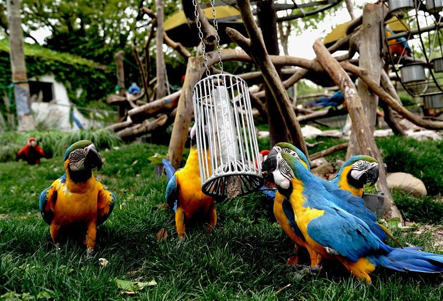 Los animales en el Zoológico de Shanghai