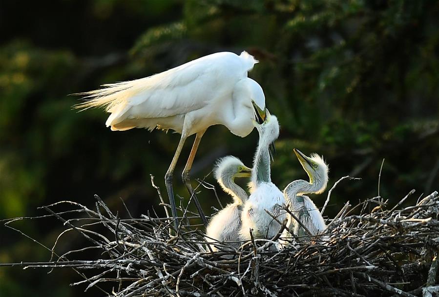 Garcetas en un parque forestal durante el atardecer en Jiangxi
