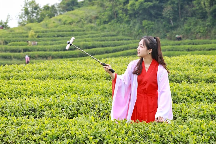 Guizhou: Presentan proceso de fabricación de té en plataformas de transmisión en vivo en Yuqing