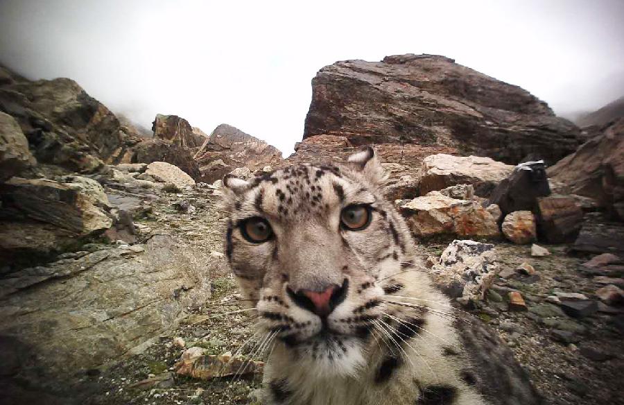 T&iacute;bet: Fauna silvestre en la Reserva Natural Nacional del Monte Qomolangma