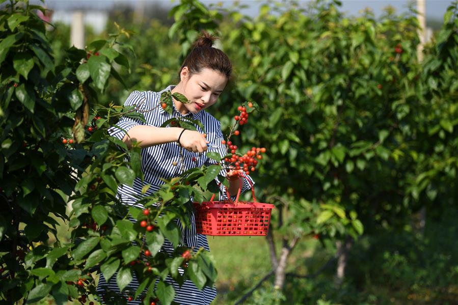 Municipio de Fengle promueve el turismo rural mediante el desarrollo de industrias de siembra de cerezas y kiwis