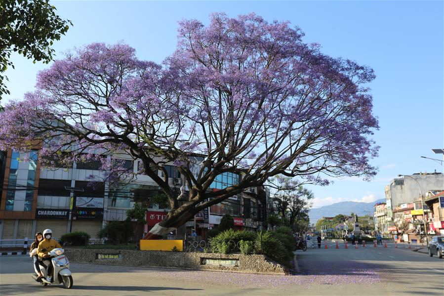Nepal: Jacarandas florecen en Katmandú