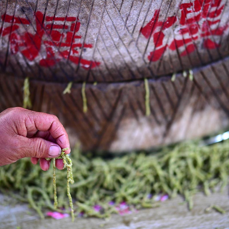 Nianzhuan, tiras de pasta hechas de granos de trigo verde extruido