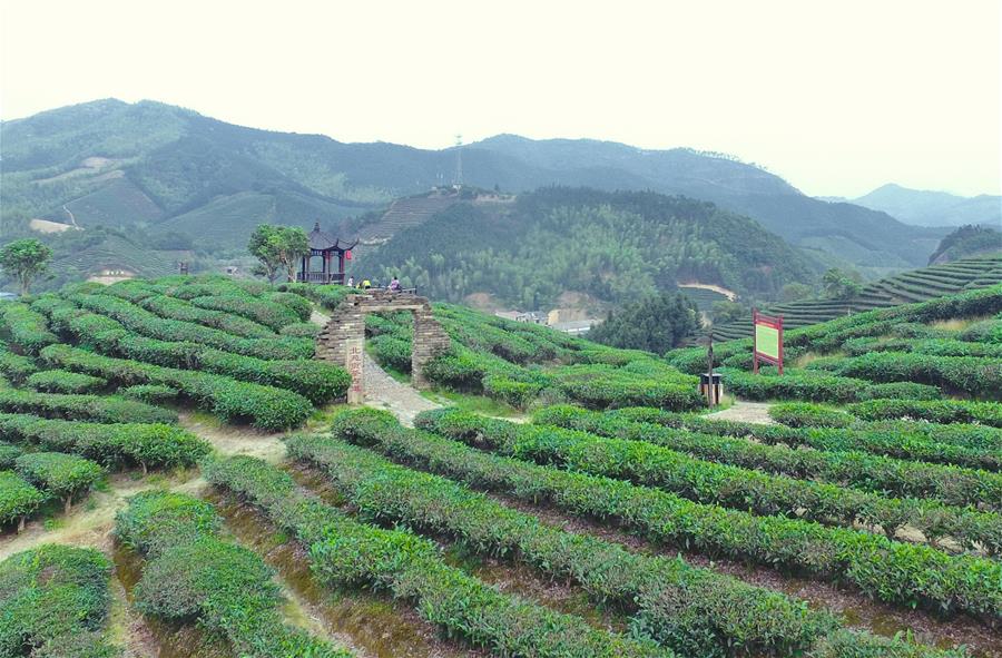 Fujian: Jardín de té en Nanping