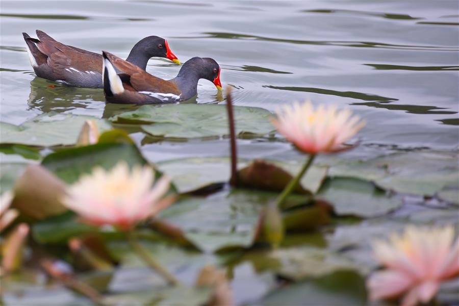Guizhou: Gallinetas comunes entre flores de loto en parque Guanshanhu