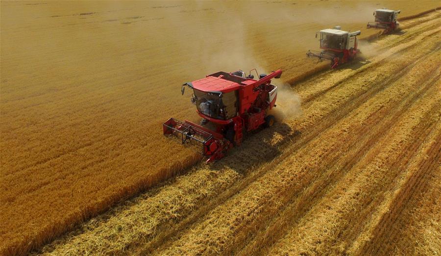 Hebei: Cosechan trigo en aldea de Yanli
