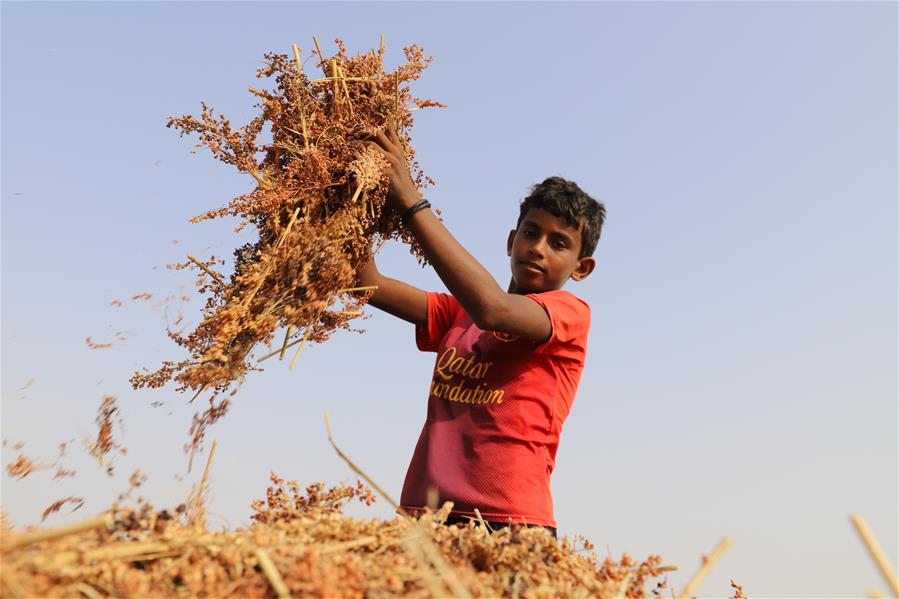 Recolectan maíz rojo en Yemen