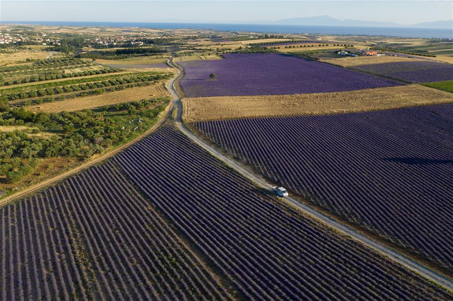 Campo de flores de lavanda en el norte de Grecia