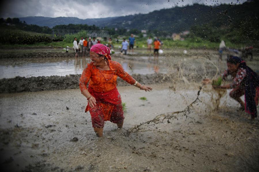 Agricultores celebran el Festival Nacional del Día del Arroz en Nepal