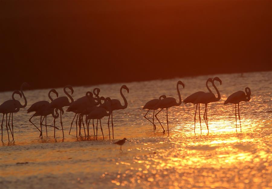 Flamencos en Lago Mogan en Turquía
