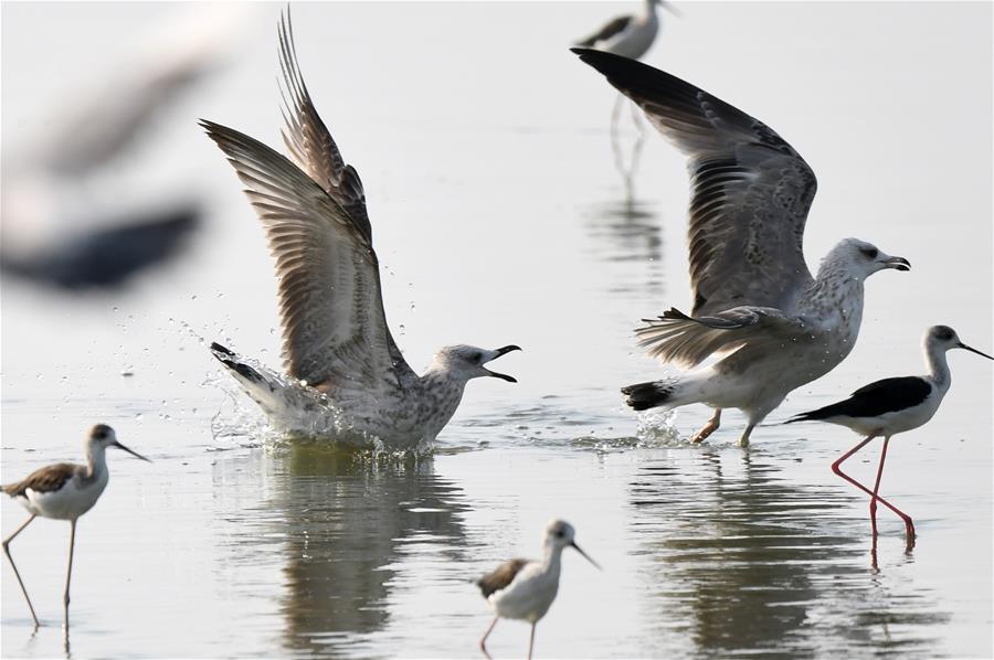 Aves en la playa de la Ciudad de Kuwait