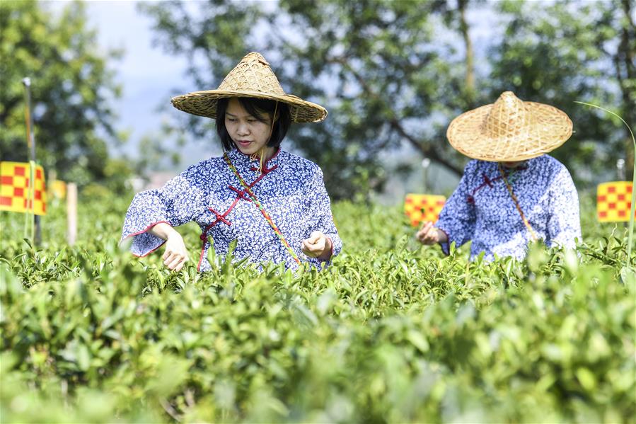 Guangxi: T&eacute; de Liubao en Wuzhou