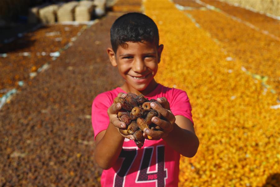 Agricultores cosechan d&aacute;tiles en aldea de Dahshour en Giza, Egipto