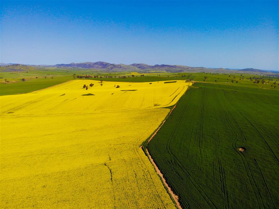 Campo de canola en afueras de Canberra, Australia
