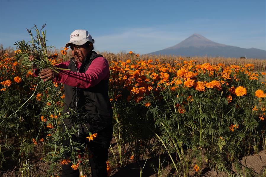 Cosechan flores de cempas&uacute;chil en Puebla, M&eacute;xico