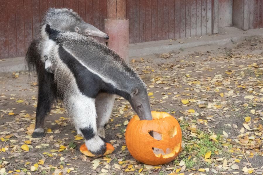 Halloween en Zool&oacute;gico y Jard&iacute;n Bot&aacute;nico de Budapest