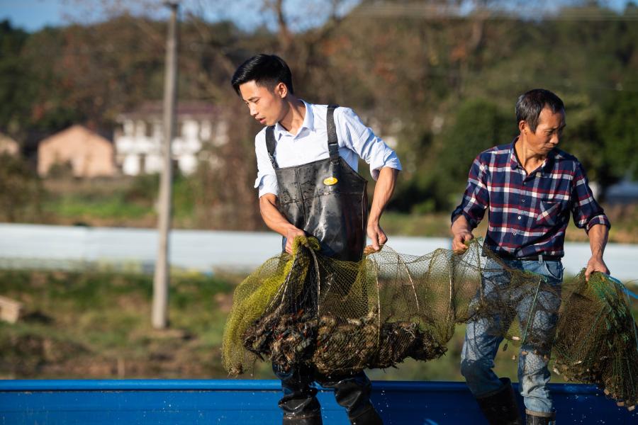 Cría de cangrejos de río de garra roja australianos en Liuyang, Hunan