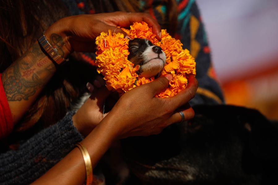 Festival de los perros en Lalitpur, Nepal
