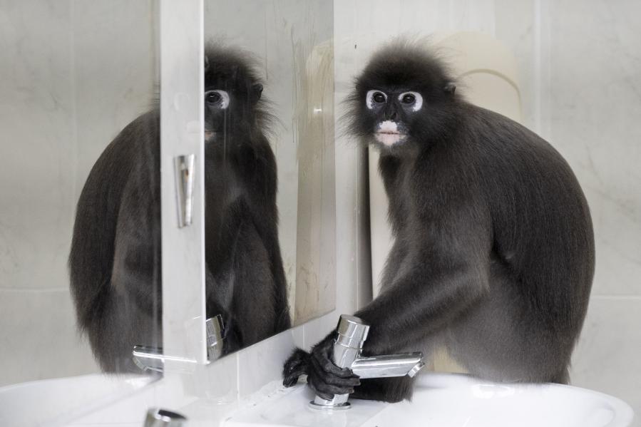 Langur oscuro salvaje en ba&ntilde;o p&uacute;blico en Reserva Natural de Captaci&oacute;n Central de Singapur