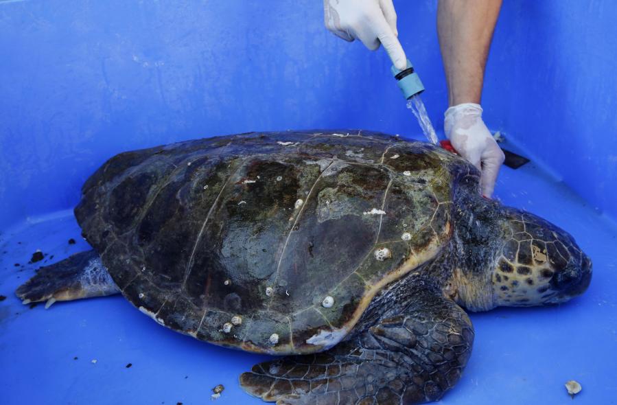 Israel: Empleados israel&iacute;es limpian tortuga boba herida