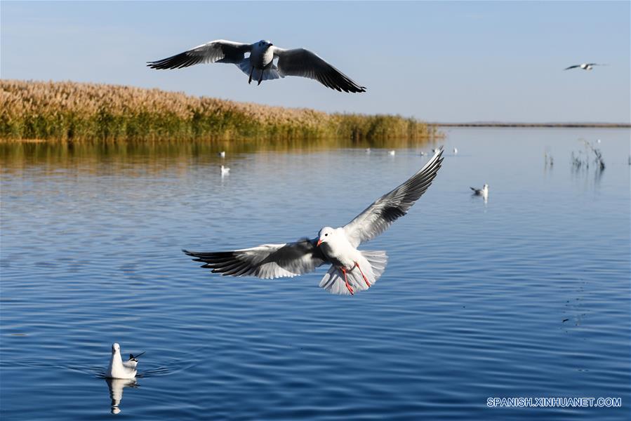 CHINA-EJINA-LAGO JUYAN-PAISAJE