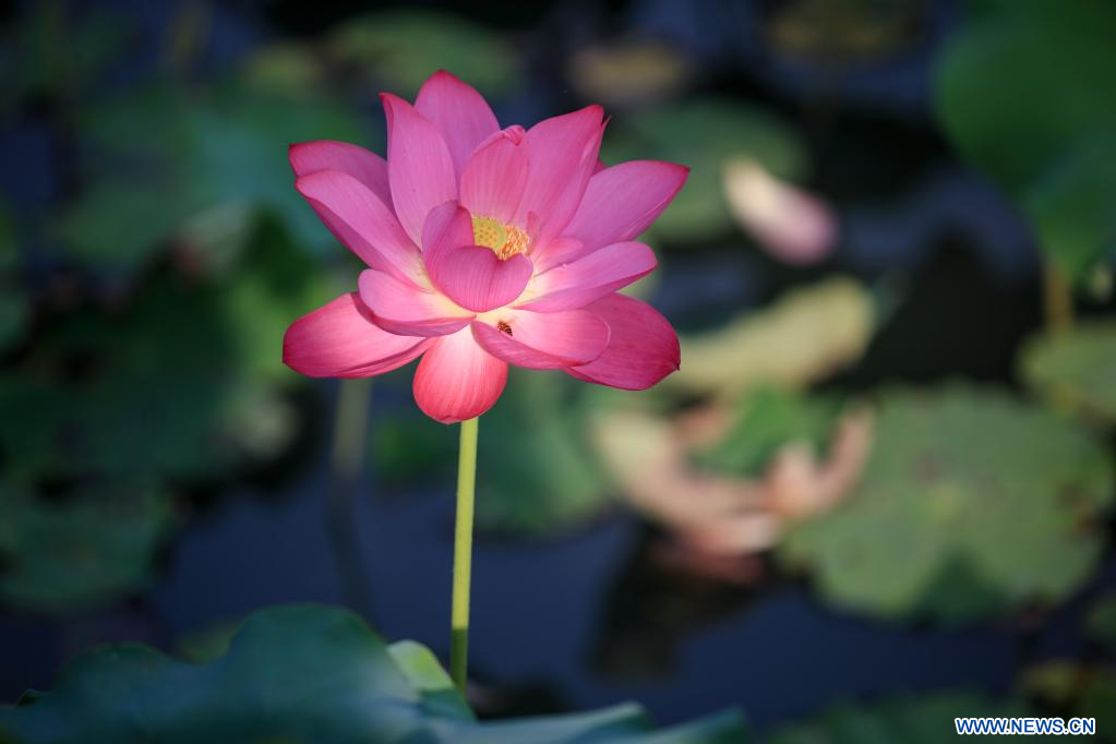 Paisaje de flores de loto 