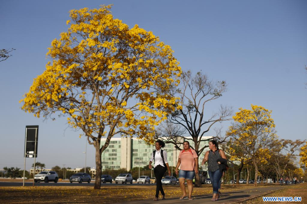 Flores de árboles de ipe amarillo en Brasilia, Brasil |  Spanish.xinhuanet.com