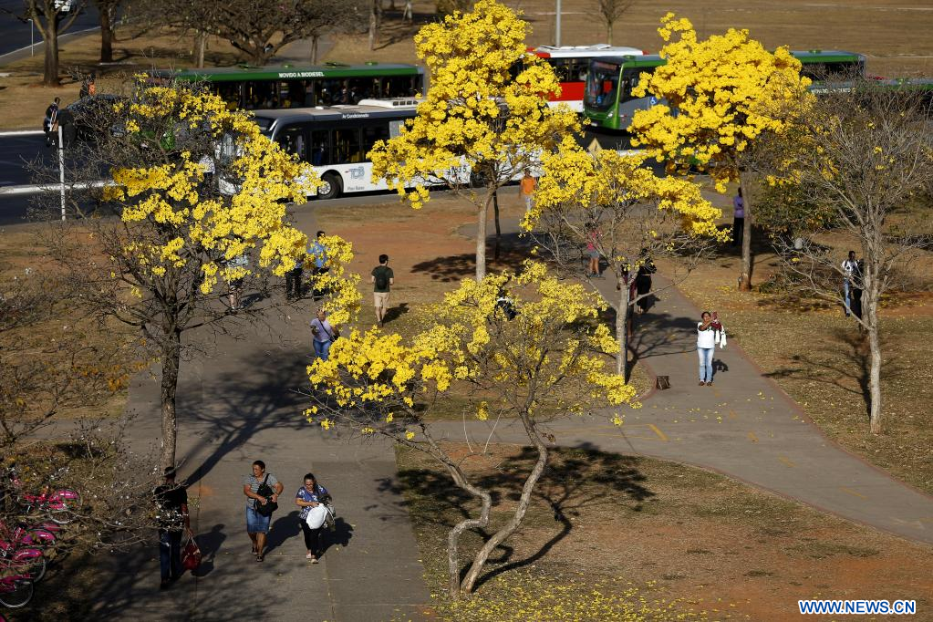 Flores de árboles de ipe amarillo en Brasilia, Brasil |  Spanish.xinhuanet.com