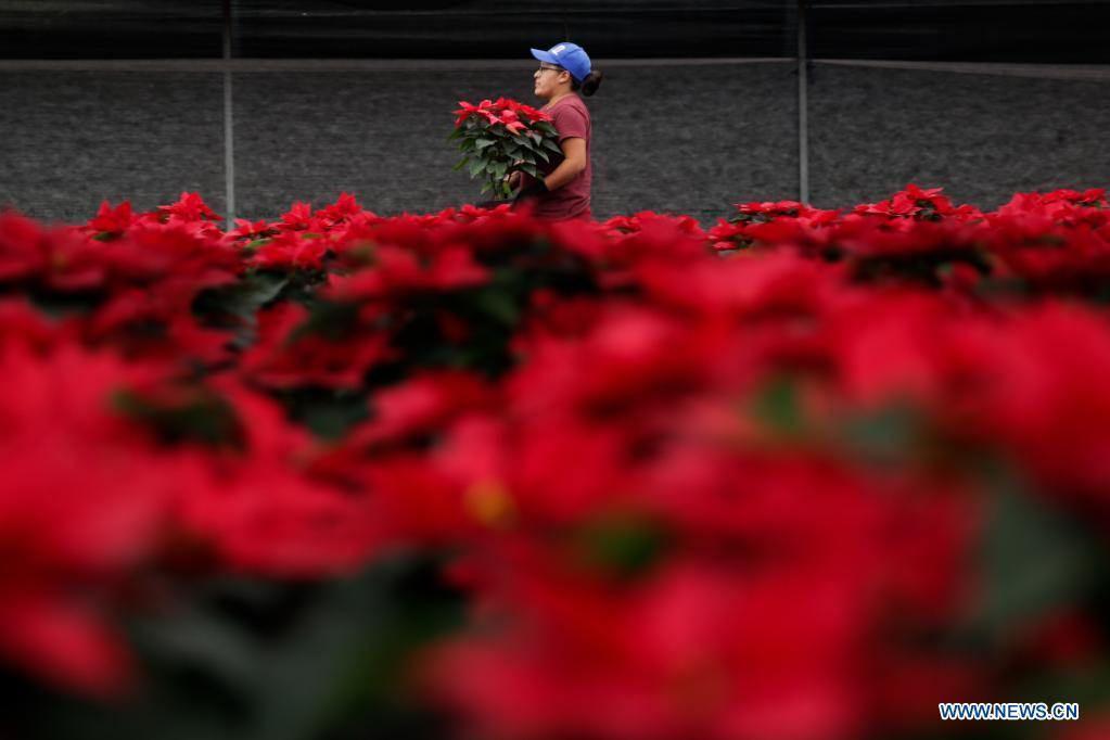 Cultivo de flores de Nochebuena en un vivero en Xochimilco en la Ciudad de  México - CHINA-AMÉRICA DEL NORTE_Xinhua Español