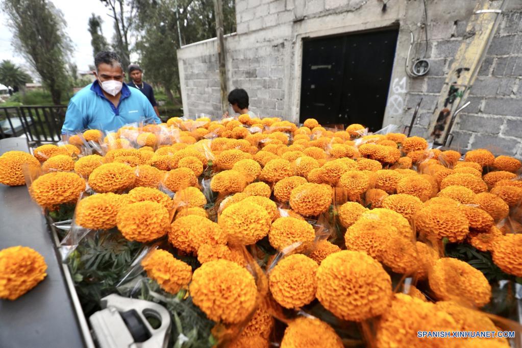 Floricultores de flores de cempasúchil listos para la tradicional fiesta  del Día de los Muertos