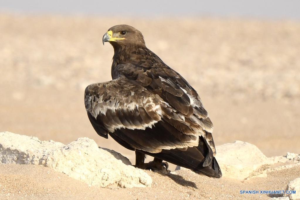 Águila esteparia en un desierto en la Gobernación de Jahra, Kuwait|  