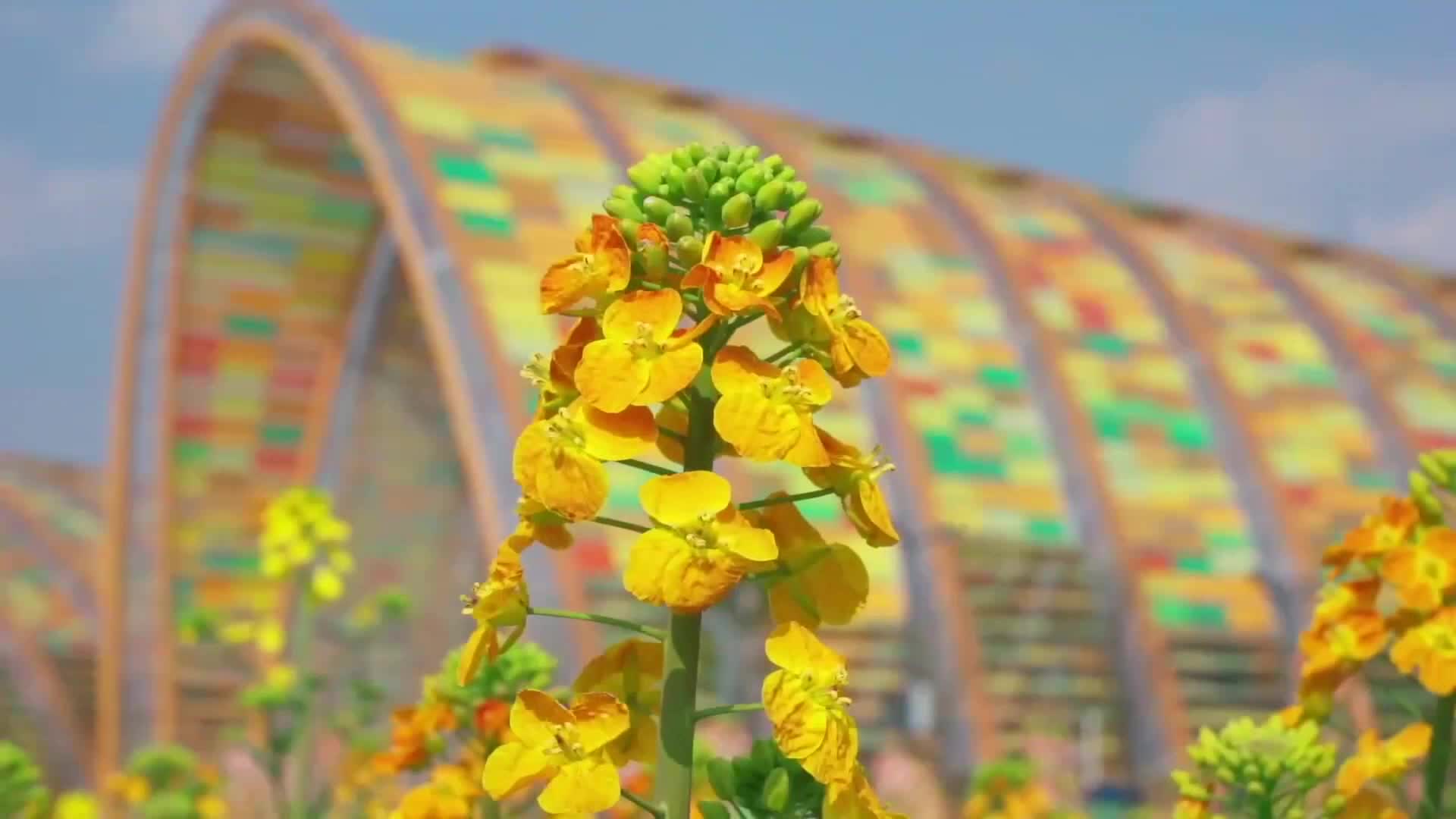 Coloridas flores de colza cubre el campo en Chengdu, China