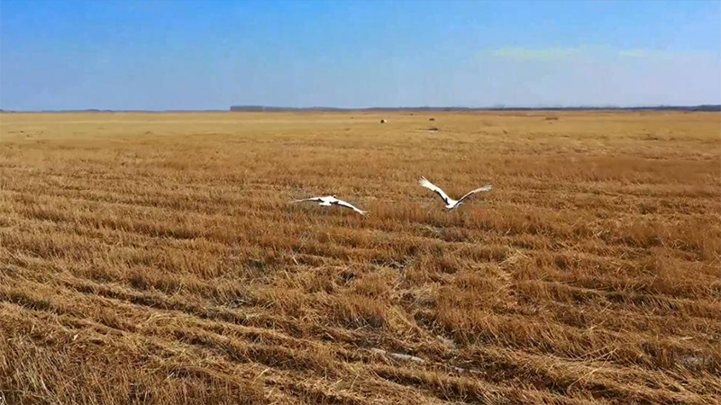 Aves migratorias acuden en masa a Heilongjiang, en el noreste de China