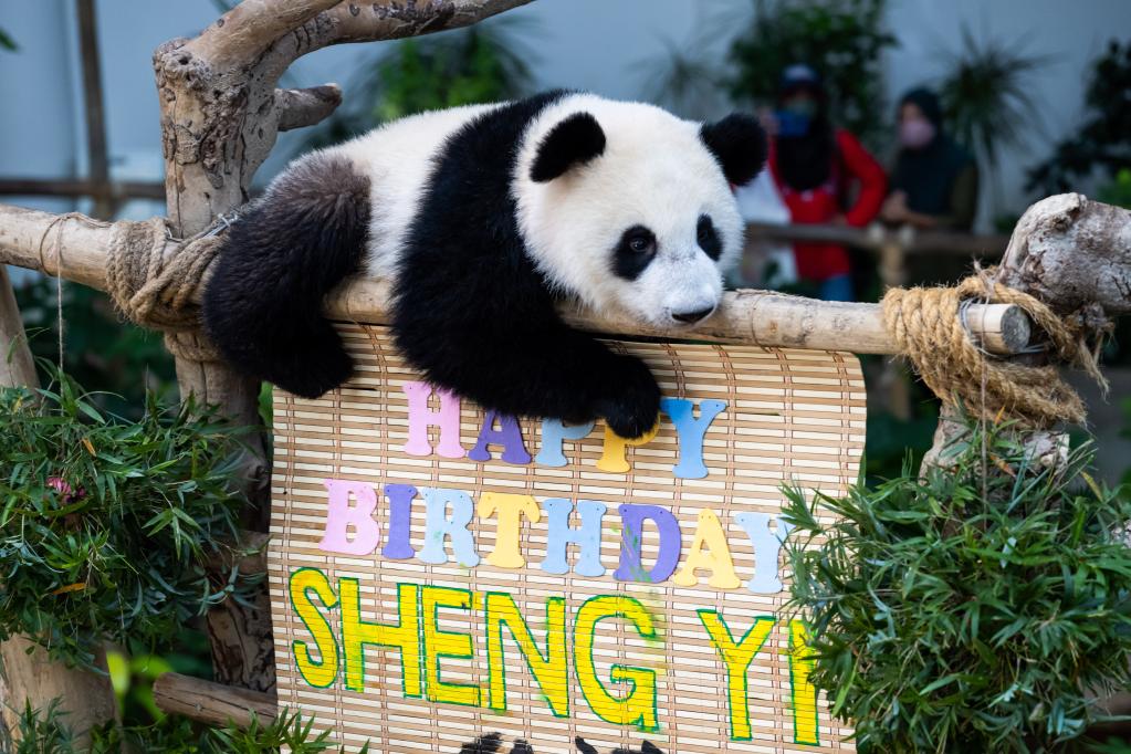 Malasia: Cachorro de panda gigante Sheng Yi festeja su primer cumpleaños